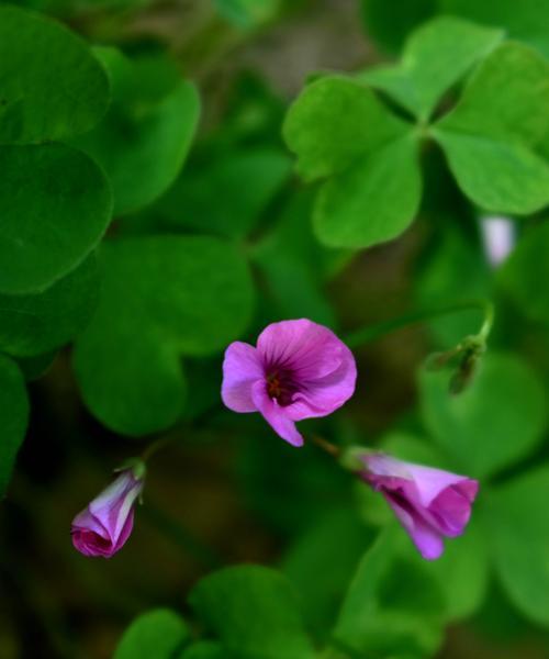 牵牛花（探寻牵牛花在不同文化中的象征意义）