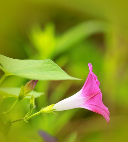 牵牛花（探寻牵牛花在不同文化中的象征意义）