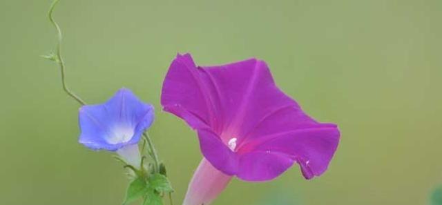 牵牛花的花语与象征意义（美丽的牵牛花传达的是什么信息？）