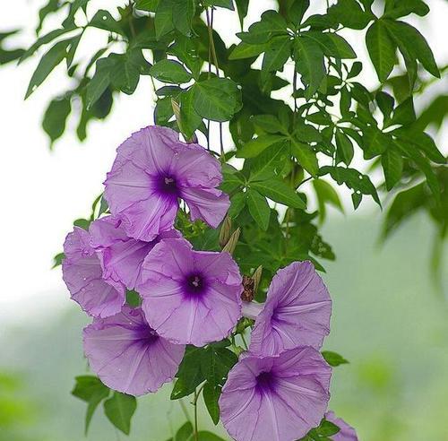 牵牛花的花语与象征意义（美丽的牵牛花传达的是什么信息？）