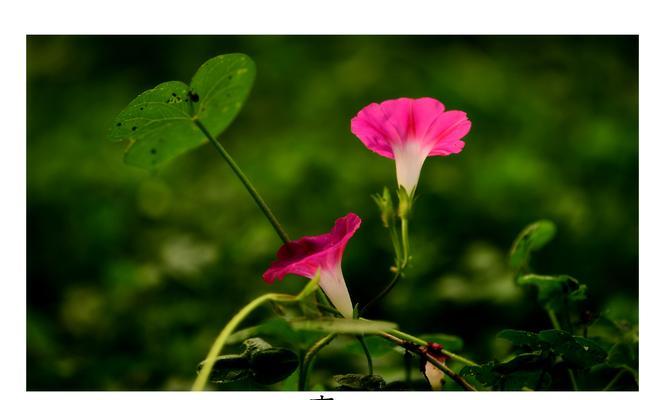 牵牛花的花语与寓意（了解牵牛花的深意，感受它的独特魅力）