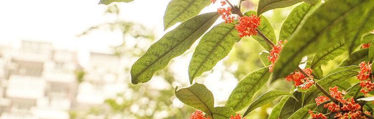 日照市的市花——桂花的象征意义（香气扑鼻的桂花，寓意美好生活）