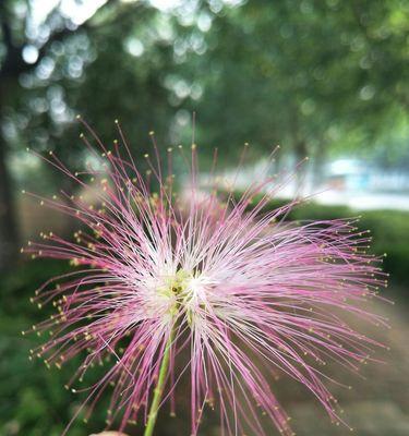 绒花花语与寓意解析（探寻绒花的神秘之魅）