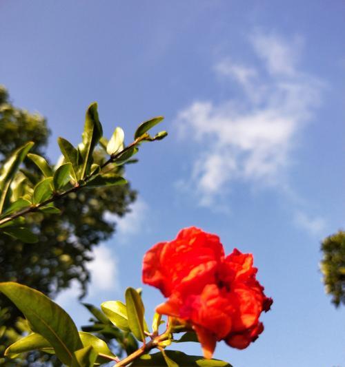 石榴花开，花语与寓意（揭秘石榴花的花语与寓意，带来好运与繁荣）