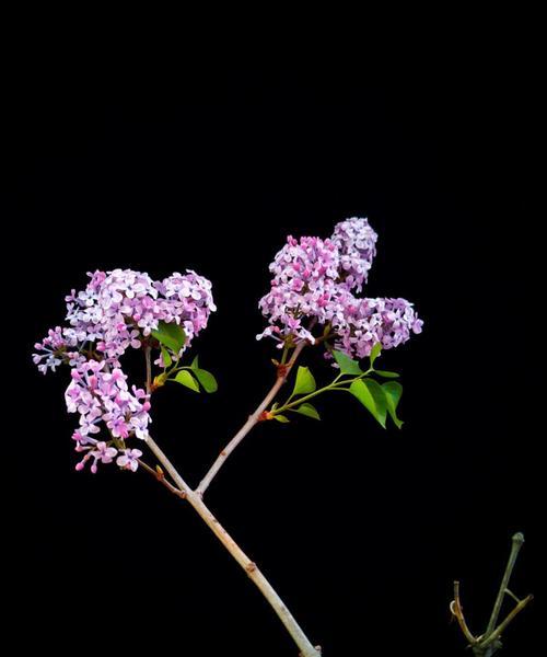 沉默忧郁的花语（以何种花代表沉默忧郁？）