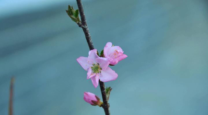 寂寞忧郁之花——用何种花来象征孤独忧郁？（选择合适的花卉，表达内心的孤独与忧伤）