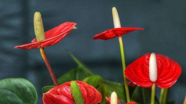 花开如意，吉祥常伴（以什么花代表吉祥如意？花语解读与传承）