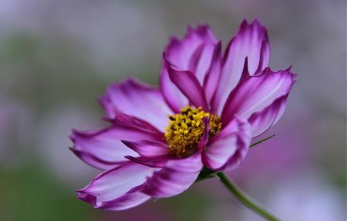 花开如意，吉祥常伴（以什么花代表吉祥如意？花语解读与传承）