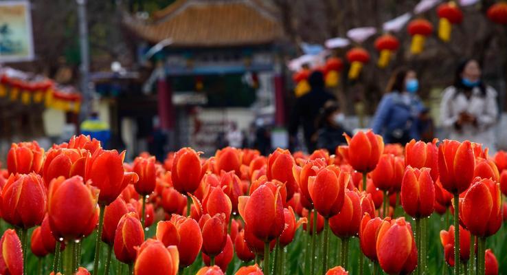 以花为寓意，传递平安的祝福（花开平安，福寿绵长）