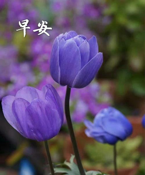 以花为寓意，传递平安的祝福（花开平安，福寿绵长）