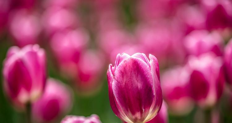 花开胜利的序曲（以花朵象征胜利的寓意展开）