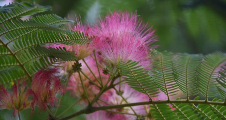 温柔之花——探索花卉中的温柔气质（以一朵娇柔的花为窥探，揭示温柔的力量与魅力）