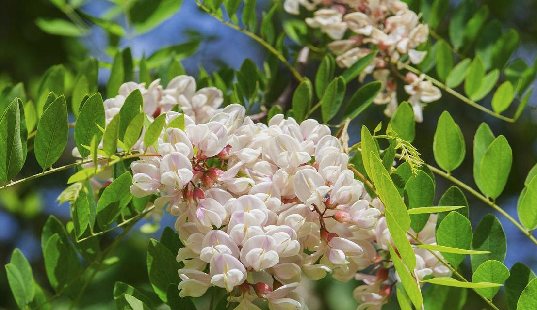 花语中的相思情深（以什么花代表相思）