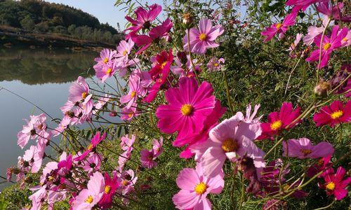 花语中的幸福（以什么花代表幸福？花语告诉你！）