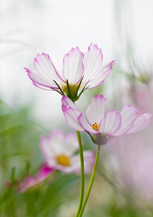 花语中的幸福（以什么花代表幸福？花语告诉你！）