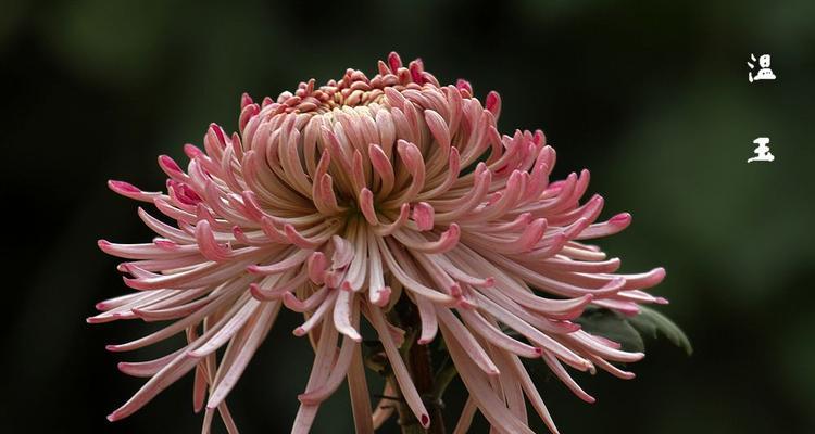 探寻不同品种的菊花之美（了解菊花品种分类及特点，为爱花人士提供选购参考）