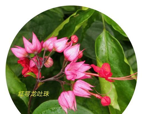 红花龙吐珠花的养护技巧（打造美丽的家庭花园，让红花龙吐珠花盛开不停）