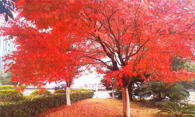 家里种红枫，值得一试！（红枫花开，吉利家园）