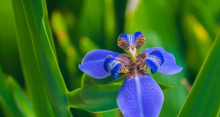 蓝蝴蝶花的养殖方法和技术（打造美丽花园的秘诀——蓝蝴蝶花栽培技巧）