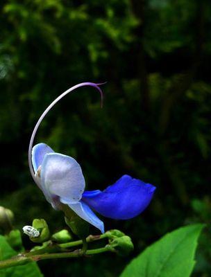 蓝蝴蝶花的养殖方法和技术（打造美丽花园的秘诀——蓝蝴蝶花栽培技巧）