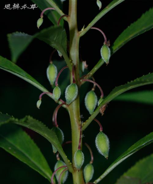 打造美丽花园，从种植凤仙花开始（适合种植的条件及注意事项）