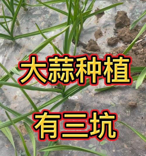 大蒜种植全攻略（从选种到收成，一步步教你种好大蒜）