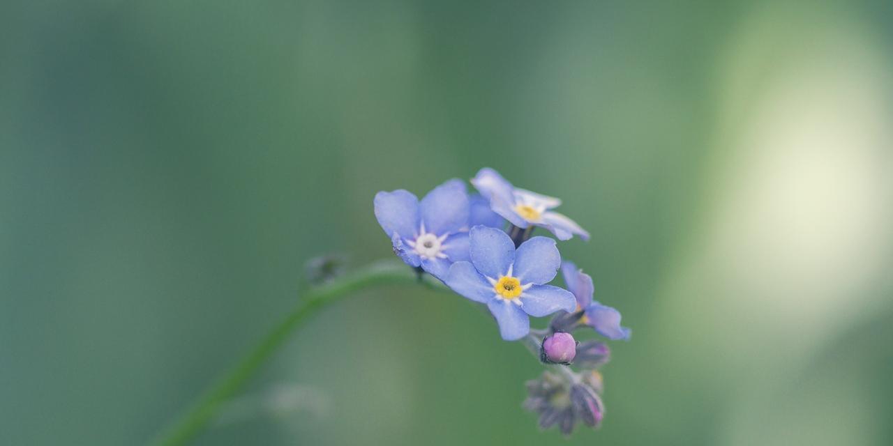 勿忘我鲜花养护指南（水是勿忘我生命之源，学会正确浇水）