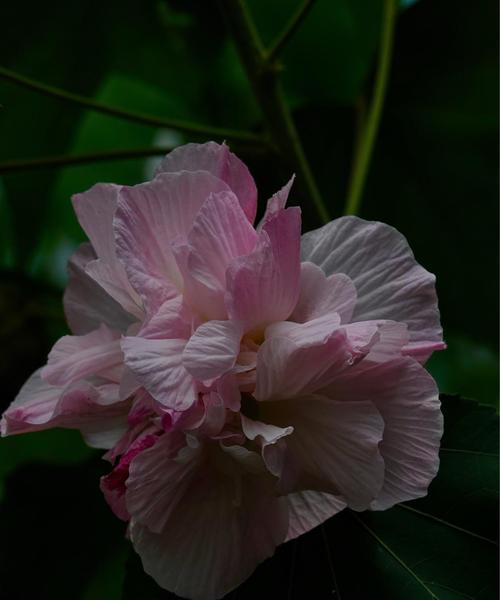 芙蓉花花期长短的原因及相关知识（解析芙蓉花开花期间的关键因素）