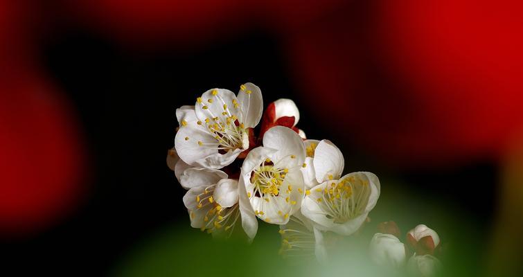 梅花之美-品读梅花的精神象征意义（领悟梅花的精神意义，蕴生哲理）