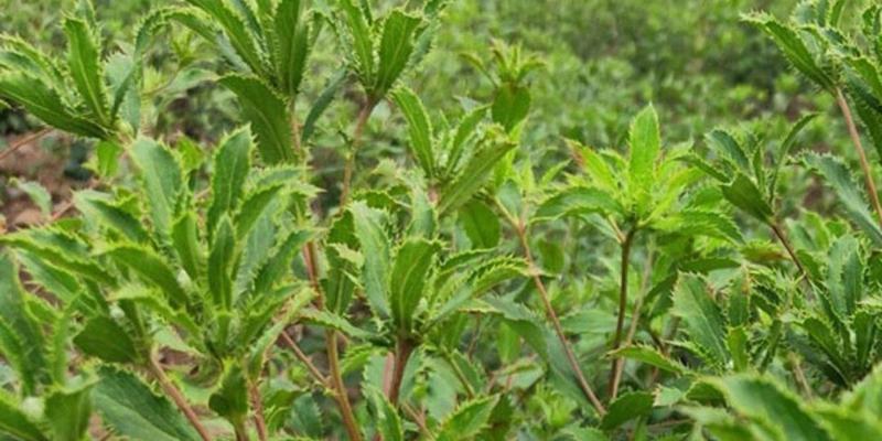 苍术种植技术与时间详解（掌握种植技巧，成就丰收果实）