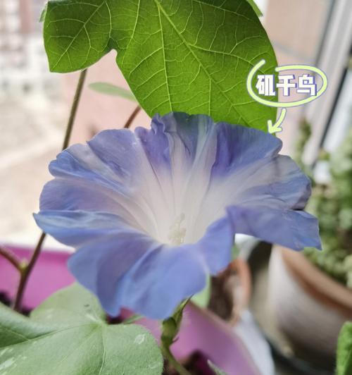 牵牛花的种植方法（如何种植出美丽的牵牛花）