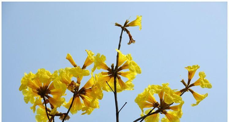 黄花风铃木的花语——寄托美好与希望（诠释黄花风铃木的含义与象征，感受大自然的神奇魅力）