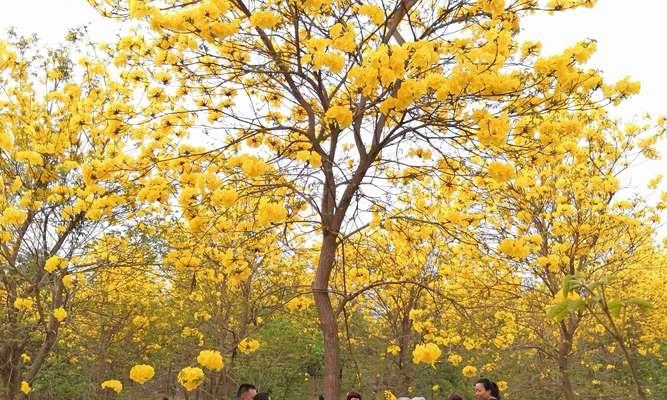 黄花风铃木的花语——寄托美好与希望（诠释黄花风铃木的含义与象征，感受大自然的神奇魅力）