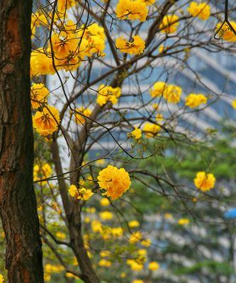 黄花风铃木的花语——寄托美好与希望（诠释黄花风铃木的含义与象征，感受大自然的神奇魅力）