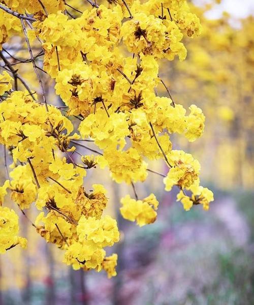 黄花风铃木的寓意与美丽（探索黄花风铃木的象征意义与生态价值）