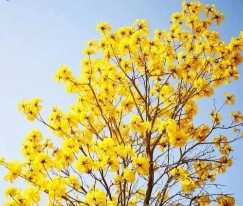 黄花风铃木花语（祝福与希望在黄花风铃木盛开的花海中绽放）