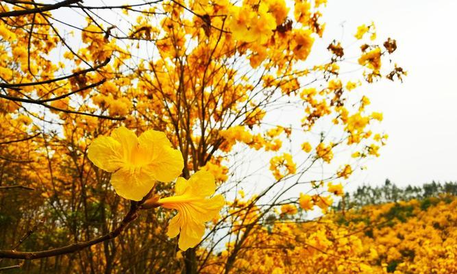 黄花风铃木花语（祝福与希望在黄花风铃木盛开的花海中绽放）