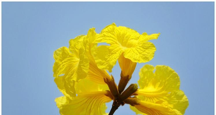 黄花风铃木花语（祝福与希望在黄花风铃木盛开的花海中绽放）