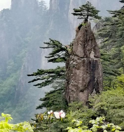 黄山松（追溯黄山松的历史与意义）