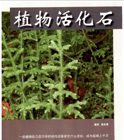 探寻活化石植物的奥秘（揭示活化石植物背后的代表意义）