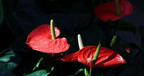 火鹤花（燃起希望之花，传承传统之美）