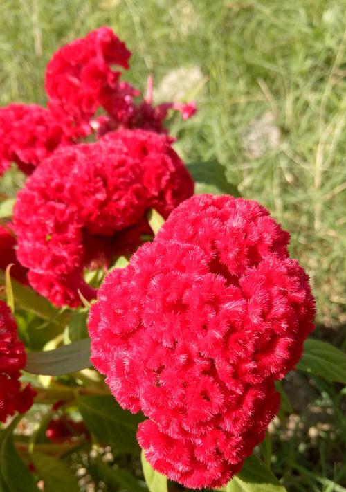 红色鸡冠花的花语之美（诠释红色鸡冠花的深刻含义）