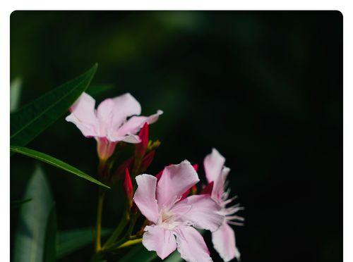 夹竹桃花的花语与传说（夹竹桃花的美丽神秘，与人们的情感与传说）