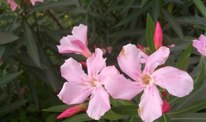 夹竹桃的花语和寓意（探秘夹竹桃花的美丽与深意）