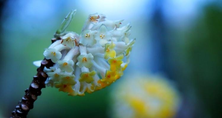 结香花的寓意与风水（揭开结香花的神秘面纱，探寻其独特的风水之道）