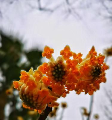 以结香花的寓意——美丽的永恒（深入解读结香花的象征意义）