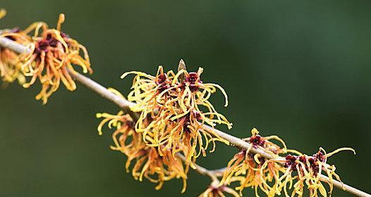 金缕梅花语与意义（探寻金缕梅的花语秘密，解读花朵背后的意义）