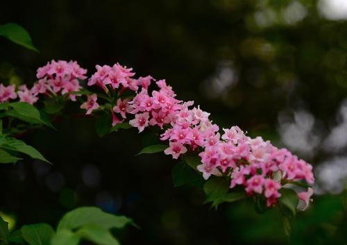 锦带花（锦带花语）