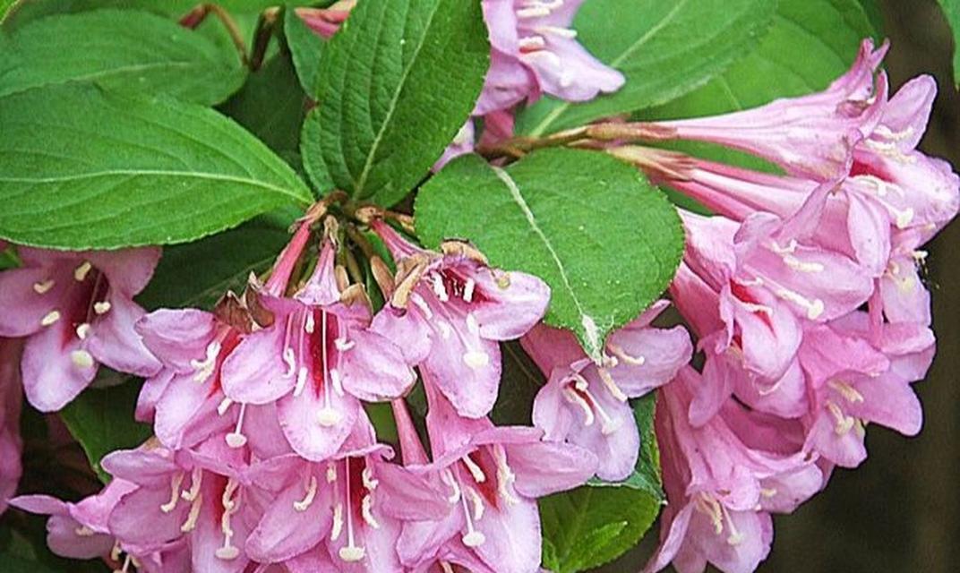 探秘锦带花的花语与寓意（解读鲜花中的情感传递与生活寄托）