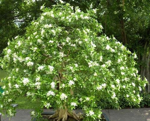 九里香的花语与含义（花开有情，九里香的芬芳传递心意）